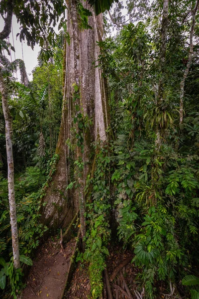 Amazonas Trópusi Esőerdő Dzsungel Táj Amazon Yasuni Nemzeti Park Ecuador — Stock Fotó
