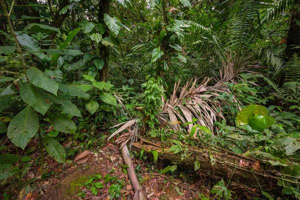 Amazona Floresta Tropical Jungle Landscape Amazon Yasuni National Park Equador — Fotografia de Stock