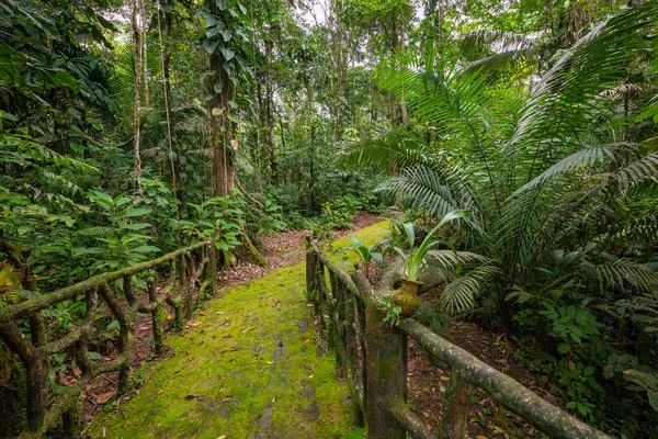 Amazon Forêt Tropicale Humide Paysage Jungle Parc National Amazon Yasuni — Photo