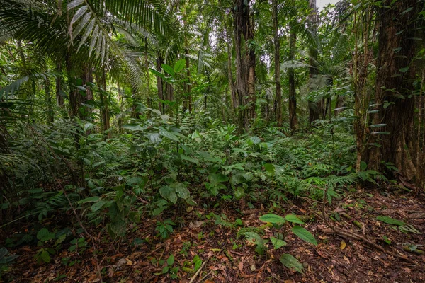 Amazona Floresta Tropical Jungle Landscape Amazon Yasuni National Park Equador — Fotografia de Stock