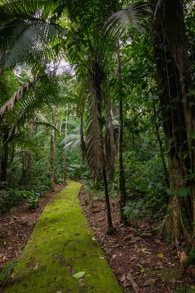 Amazonka Tropický Deštný Prales Krajina Džungle Amazon Yasuni National Park — Stock fotografie