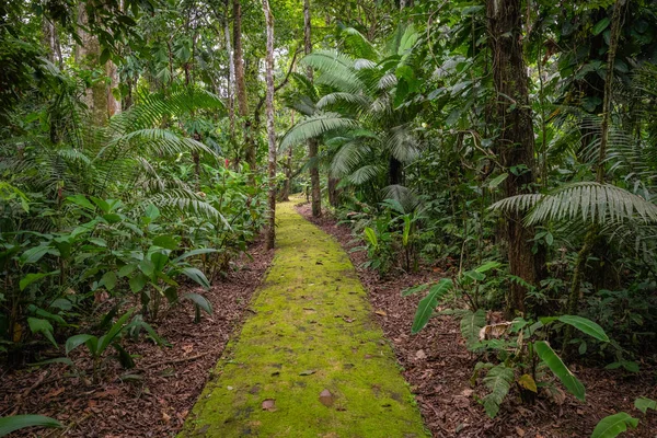 Амазонка Тропічний Дощовий Ліс Територія Джунглів Національний Парк Амазонки Ясуні — стокове фото