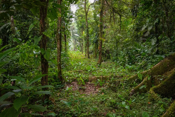 Amazon Forêt Tropicale Humide Paysage Jungle Parc National Amazon Yasuni — Photo