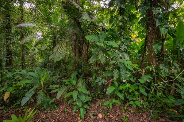 Amazonas Tropisk Regnskog Djungellandskap Amazon Yasuni National Park Ecuador Sydamerika — Stockfoto
