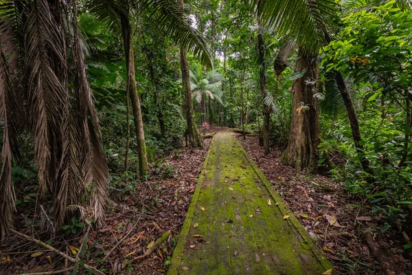 Amazonka Tropikalny Las Deszczowy Krajobraz Dżungli Park Narodowy Amazon Yasuni — Zdjęcie stockowe