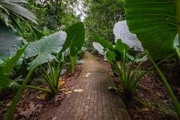 Amazon Tropical Rainforest Jungle Landscape Amazon Yasuni National Park Ecuador — Stock Photo, Image