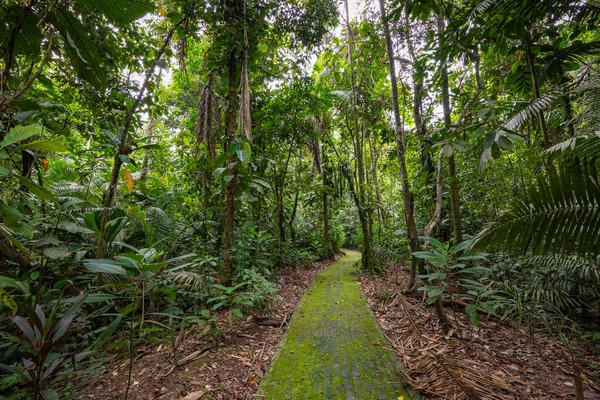 Amazon Forêt Tropicale Humide Paysage Jungle Parc National Amazon Yasuni — Photo