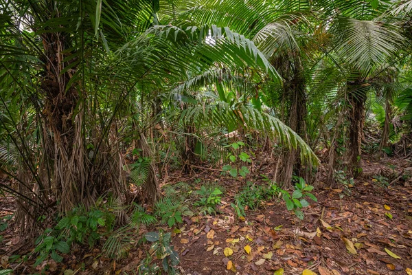 Amazon Tropik Yağmur Ormanları Orman Manzarası Amazon Yasuni Ulusal Parkı — Stok fotoğraf