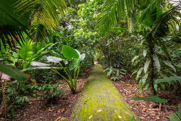 アマゾンだ 熱帯雨林 ジャングルの風景 エクアドルのアマゾンヤスニ国立公園 — ストック写真