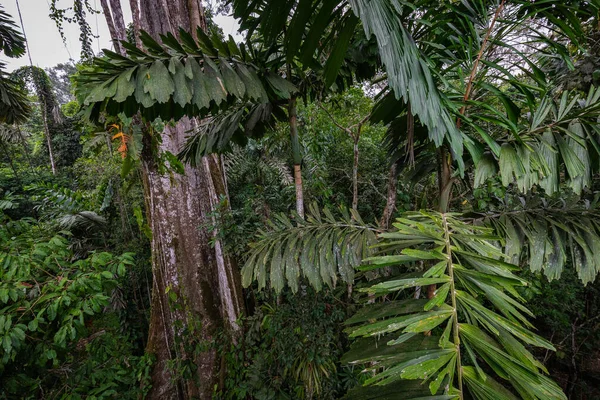 Amazonas Tropisk Regnskog Djungellandskap Amazon Yasuni National Park Ecuador Sydamerika — Stockfoto