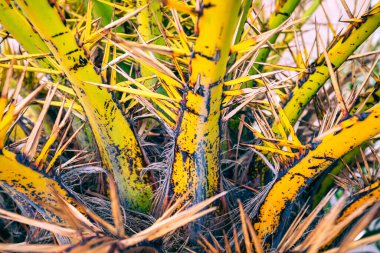 Sarı ang yeşil palmiye yaprakları.