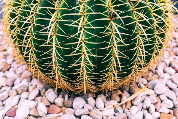 Kaktus Aus Nächster Nähe Auf Natürlichem Boden — Stockfoto