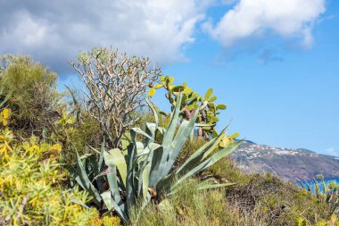 Tropical cactus garden and black sand beach at Los Cancajos. La Palma, Canary Island, Spain.