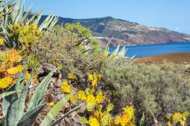 Tropical cactus garden and black sand beach at Los Cancajos. La Palma, Canary Island, Spain.