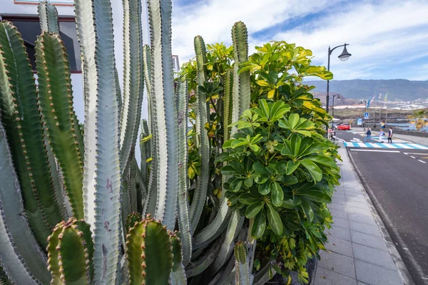 Tropická Kaktusová Zahrada Černá Písečná Pláž Los Cancajos Palma Kanárský — Stock fotografie