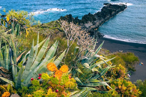 Тропический Сад Кактусами Пляж Черным Песком Лос Канкахосе Пальма Канарские — стоковое фото