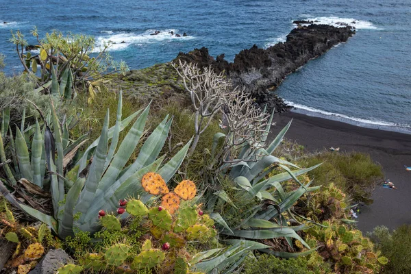 Jardim Cacto Tropical Praia Areia Preta Los Cancajos Palma Ilha — Fotografia de Stock