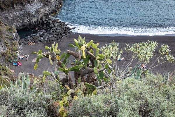 Tropische Cactus Tuin Zwart Zandstrand Bij Los Cancajos Palma Canarische — Stockfoto