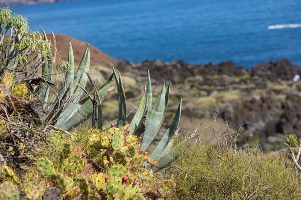 Tropische Cactus Tuin Zwart Zandstrand Bij Los Cancajos Palma Canarische — Stockfoto