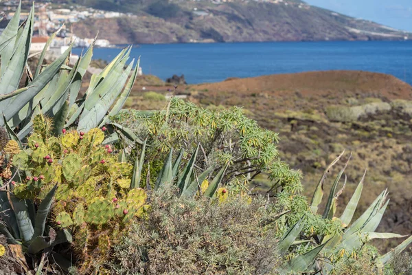 Tropikalny Ogród Kaktusowy Czarna Piaszczysta Plaża Los Cancajos Palma Wyspy — Zdjęcie stockowe