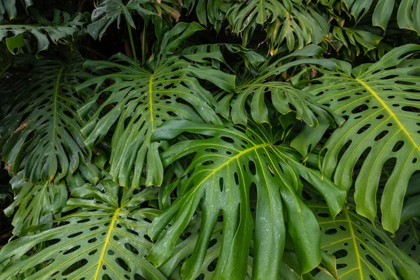Nahaufnahme Haufen Von Blättern Monster Mit Palmblättern — Stockfoto