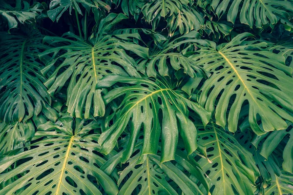 Detailní Záběr Hromada Listů Monstra Palmovými Listy — Stock fotografie
