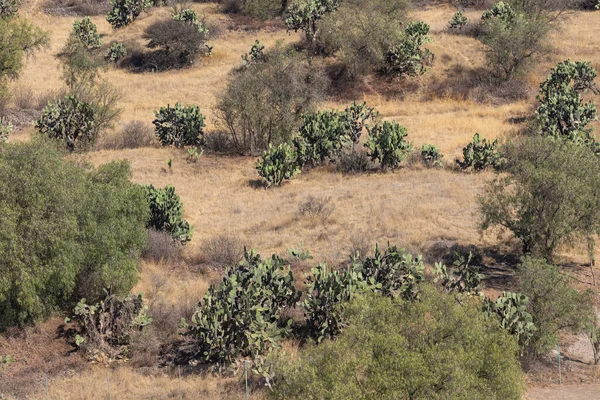 Peisaj Mexican Tipic Cactus — Fotografie, imagine de stoc