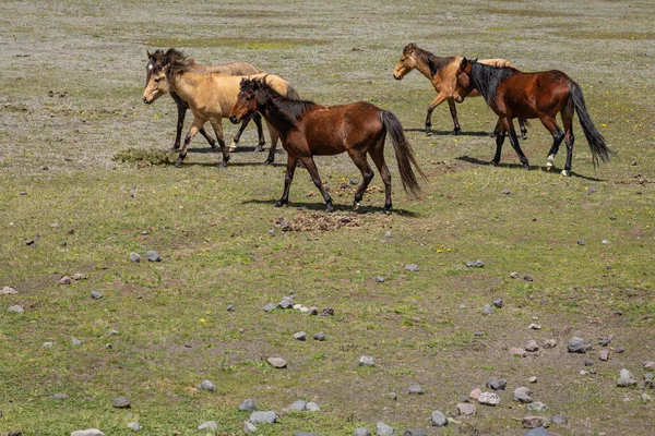Wilde Pferde Cotopaxi Nationalpark Ecuador — Stockfoto
