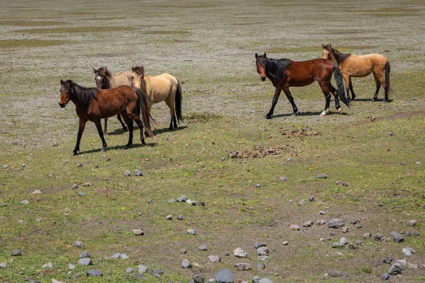 Nationaal Park Wild Horse Cotopaxi Ecuador — Stockfoto