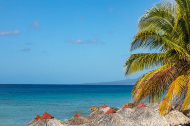 Trinidad, Küba. Egzotik bir sahilde hindistancevizi. Arka planda kumlu bir kumsal, masmavi bir gökyüzü ve okyanusa giren palmiye ağacı.