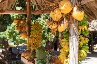Trinidad, Küba. Egzotik bir sahilde hindistancevizi. Arka planda kumlu bir kumsal, masmavi bir gökyüzü ve okyanusa giren palmiye ağacı.