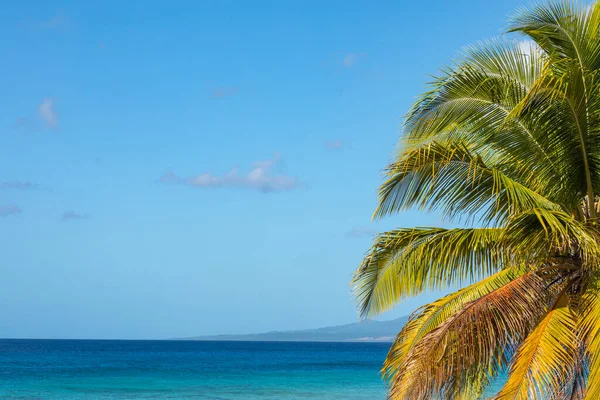 Trinidad Cuba Kokosnoot Een Exotisch Strand Met Palmbomen Die Zee — Stockfoto