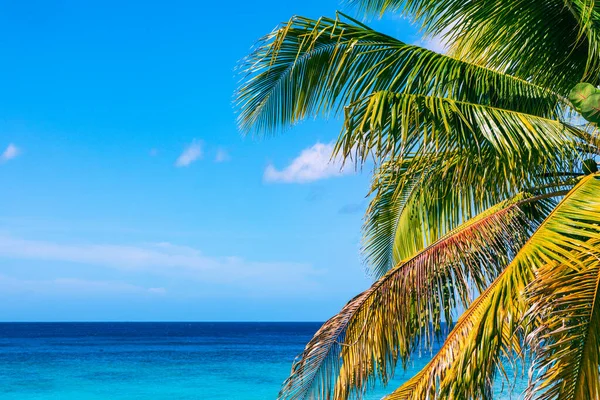 Τρινιντάντ Κούβα Καρύδα Μια Εξωτική Παραλία Φοίνικα Που Εισέρχεται Στη — Φωτογραφία Αρχείου