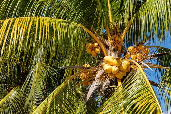 Trinidad Cuba Kokosnoot Een Exotisch Strand Met Palmbomen Die Zee — Stockfoto