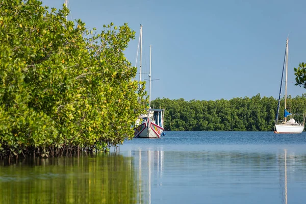 Gambia Mangroves Lamin Lodge Traditional Long Boats Green Mangrove Trees — Stock Photo, Image