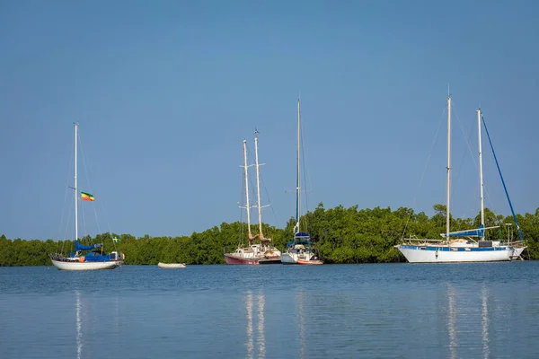 Gambia Mangroves Lamin Lodge Traditional Long Boats Green Mangrove Trees — Stock Photo, Image