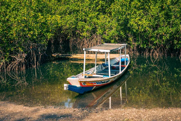 Gambia Mangroves Lamin Lodge Traditional Long Boats Green Mangrove Trees — Stock Photo, Image