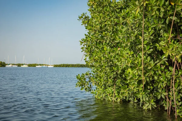 Gambiya Mangrovları Lamin Lodge Geleneksel Uzun Tekneler Ormanda Yeşil Mangrov — Stok fotoğraf