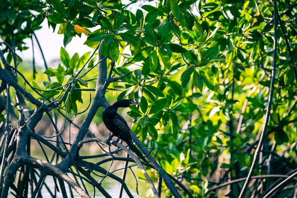 Gambia Mangroves Black Cormoran Bird Green Mangrove Trees Forest Gambia — Stock Photo, Image