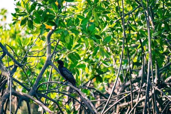 Gambia Mangroves. Black cormoran bird. Green mangrove trees in forest. Gambia.