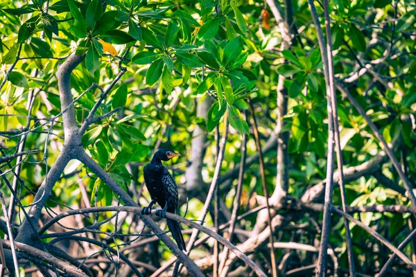 冈比亚红树林 黑色的科莫拉鸟 森林中的绿树 冈比亚 — 图库照片
