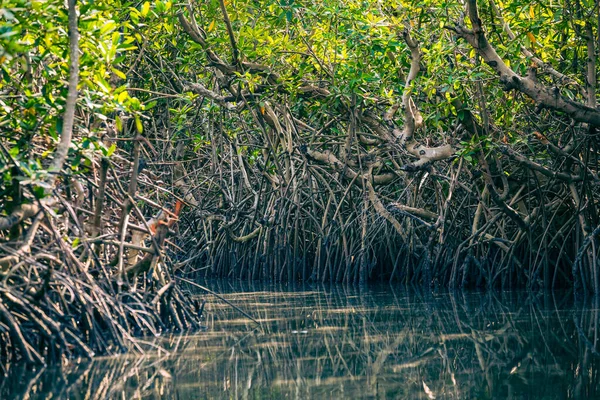 Gambia Mangroven Kajakfahren Grünen Mangrovenwald Gambia Afrikanische Naturlandschaft — Stockfoto