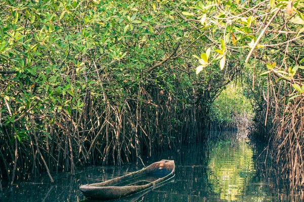 Gambia Mangroves Kajakpaddling Grön Mangroveskog Gambia Afrika Naturlandskap — Stockfoto