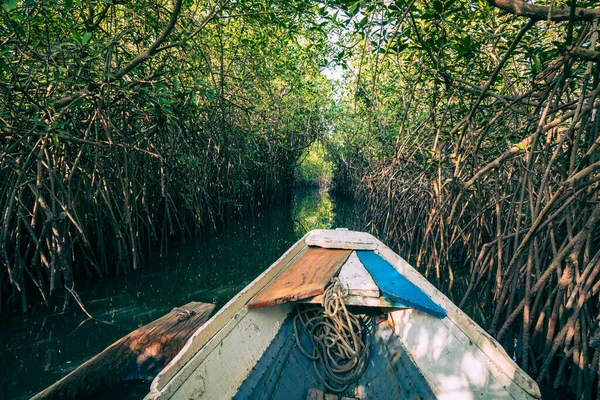 Gambia Mangrovesiin Melonta Vihreässä Mangrovemetsässä Gambiassa Afrikka Luonnonmaisema — kuvapankkivalokuva