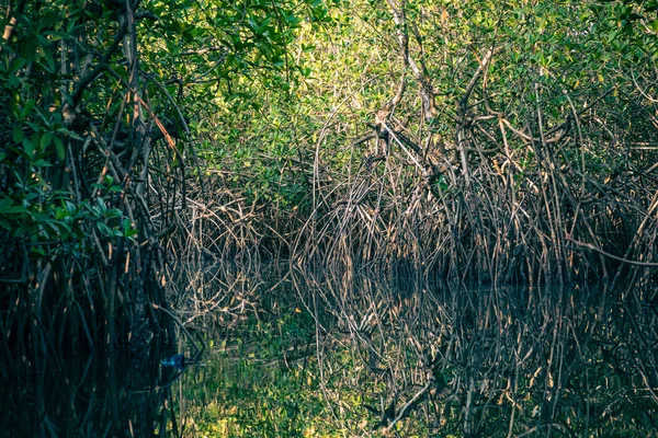 Gambia Mangroves Kajakpaddling Grön Mangroveskog Gambia Afrika Naturlandskap — Stockfoto