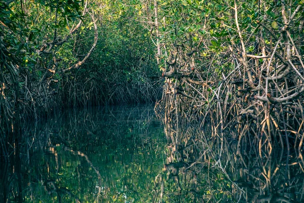 Gambiya Mangrovları Gambiya Daki Yeşil Mangrov Ormanında Kayak Yaparken Afrika — Stok fotoğraf