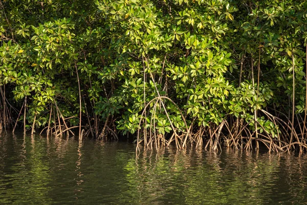 Gambie Mangroves Kayak Dans Forêt Mangroves Vertes Gambie Afrique Paysage — Photo