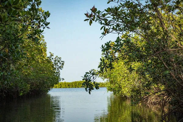 Gambiya Mangrovları Gambiya Daki Yeşil Mangrov Ormanında Kayak Yaparken Afrika — Stok fotoğraf