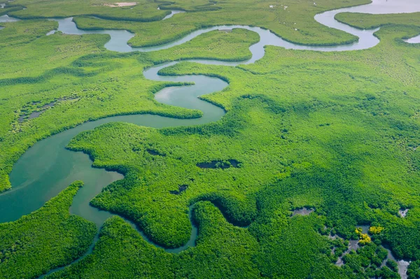 Vue Aérienne Forêt Amazonienne Brésil Amérique Sud Forêt Verte Vue — Photo