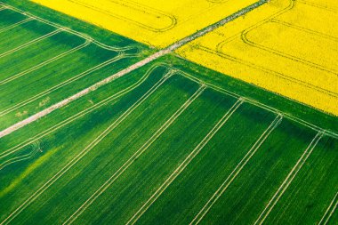 Çiçek açan sarı kolza tohumu tarlasının üst hava manzarası. İnsansız hava aracı manzaralı güzel bir kır manzarası. Bir sürü çiçek açan bitki. Bahar temalı arkaplan.